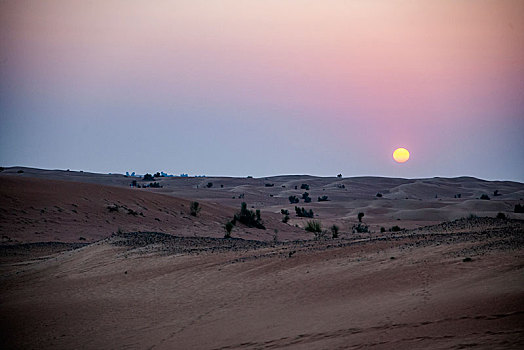 迪拜沙漠保护区中心的阿玛哈豪华精选沙漠水疗度假酒店与野生动物和谐相处
