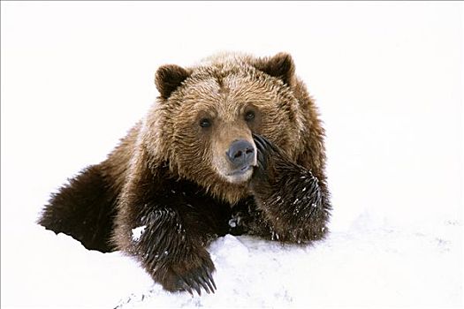 休息,迎面,放入,雪,阿拉斯加野生动物保护中心,阿拉斯加
