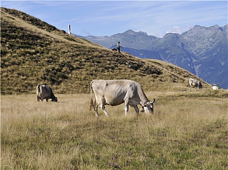 母牛,放牧,高山牧场,山,提契诺河,瑞士