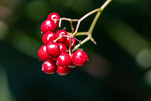 红色的野生浆果