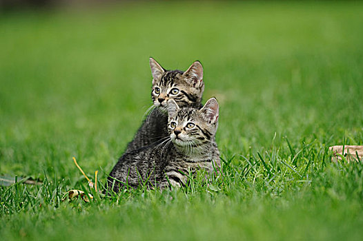 两个,小猫,草丛