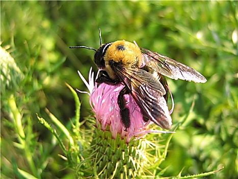 蜜蜂,熏衣草