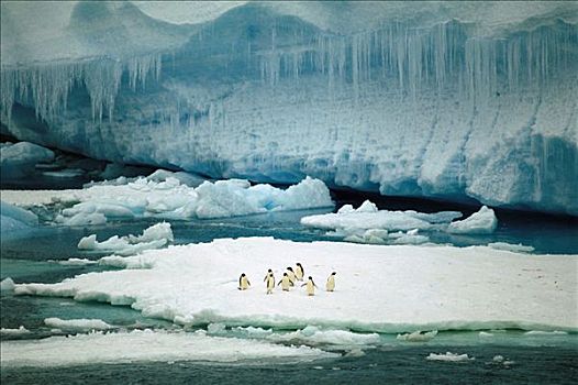 阿德利企鹅,群,休息,浮冰,扁平,冰山,南极海峡,南极半岛,南极