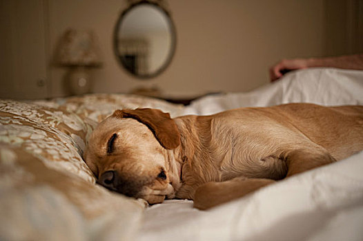 狗,睡觉,床