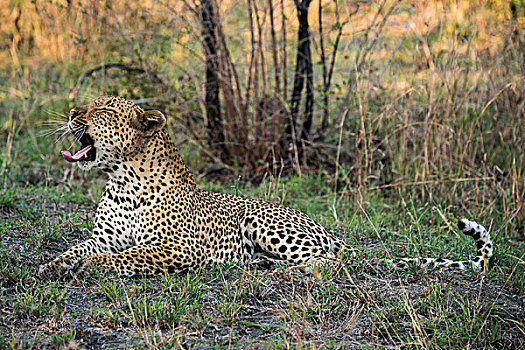 豹,雄性,沙,禁猎区,萨比萨比,灌木,住宿,南非,非洲
