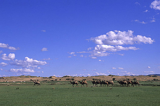 中心,蒙古,靠近,山峦,巴克特里亚,骆驼