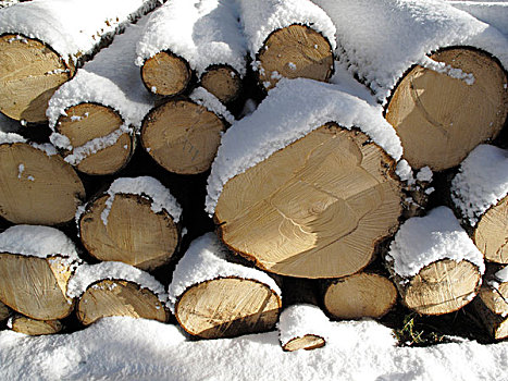 云杉,木头,冬天