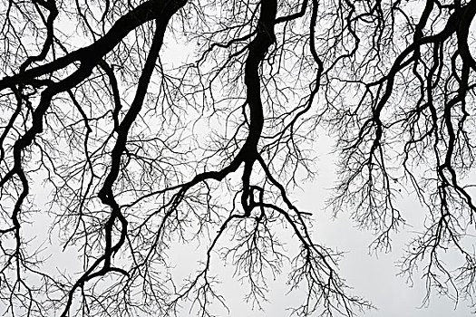 无叶,橡树,枝条,冬天,奥登瓦尔德,黑森州,德国