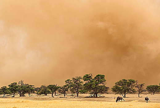 蓝角马,角马,边缘,沙暴,干燥,河床,树,刺槐,卡拉哈里沙漠,卡拉哈迪大羚羊国家公园,南非,非洲