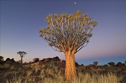 抖树,二歧芦荟,日落,露营,靠近,基特曼斯胡普,纳米比亚,非洲