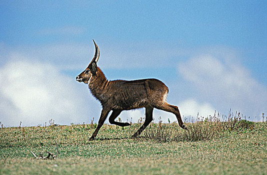 水羚,雄性,跑,大草原,肯尼亚