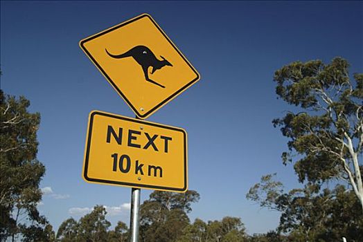 袋鼠,交通标志,澳大利亚