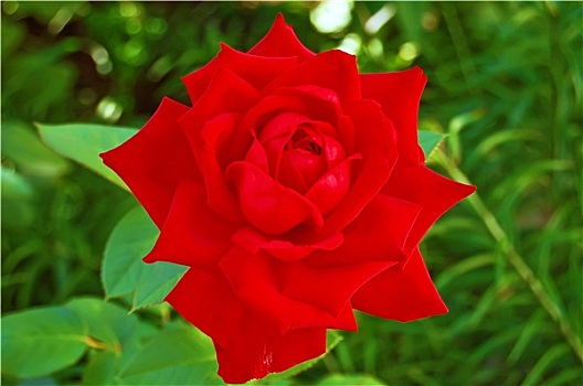 花,红玫瑰