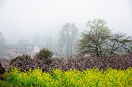 桃花景色