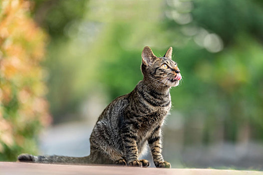 后院花园里玩耍的可爱猫眯