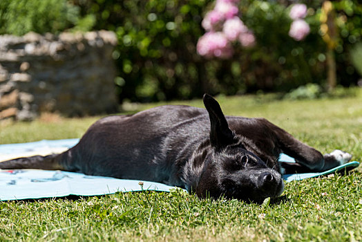 黑色,狗,卧,浴巾