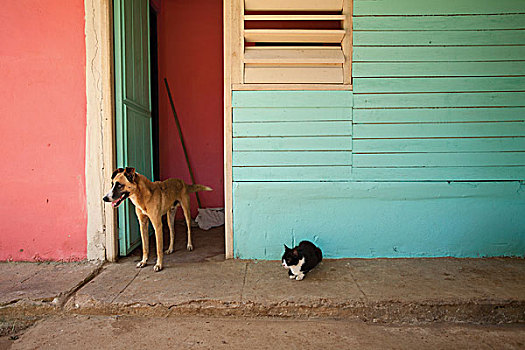 猫,狗,路边,户外,彩色,建筑