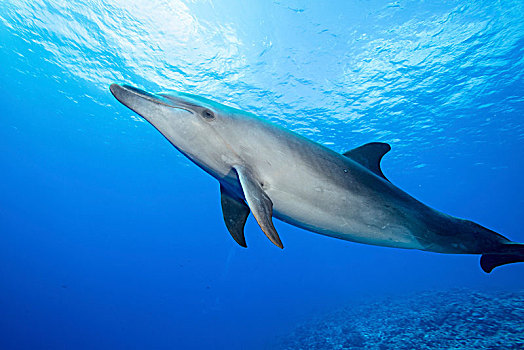 孤单,宽吻海豚,水,法属玻利尼西亚