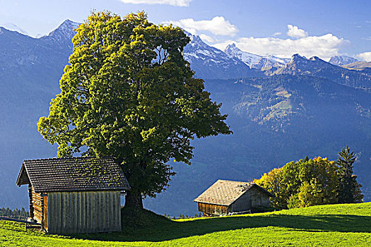 瑞士,伯恩高地,草地,木头,屋舍,落叶树,秋天,高地,山,树,小屋,风景,自然,安静,自然风光,偏僻,季节