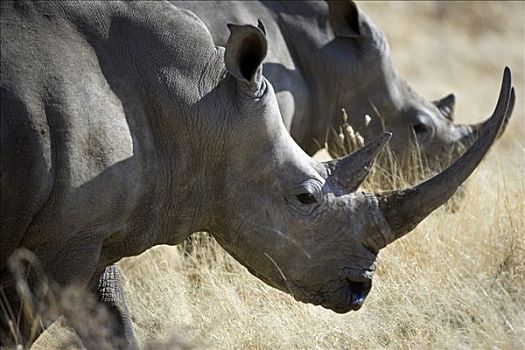 纳米比亚,达马拉兰,白犀牛,白犀,一个,剩余,物种