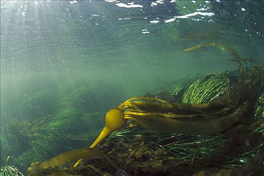 海藻,水下,格里夸湾,温哥华岛,不列颠哥伦比亚省,加拿大