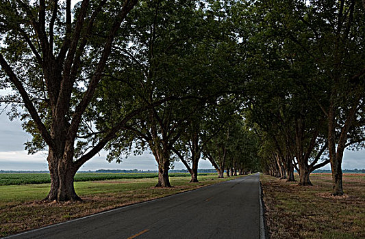 山核桃,树,道路,阿肯色州,美国