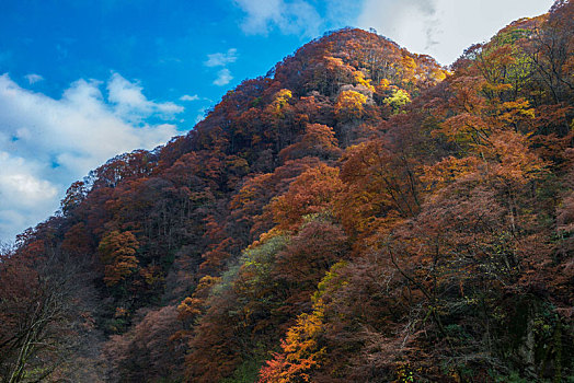 光雾山红叶