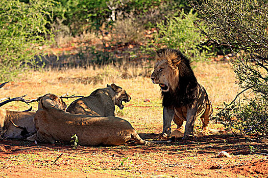 狮子,禁猎区,卡拉哈里沙漠,北角,南非,非洲