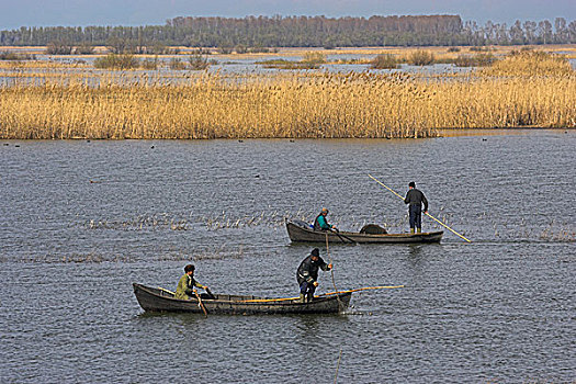 渔民,带来,丰收,鱼,早春,多瑙河三角洲,罗马尼亚,欧洲