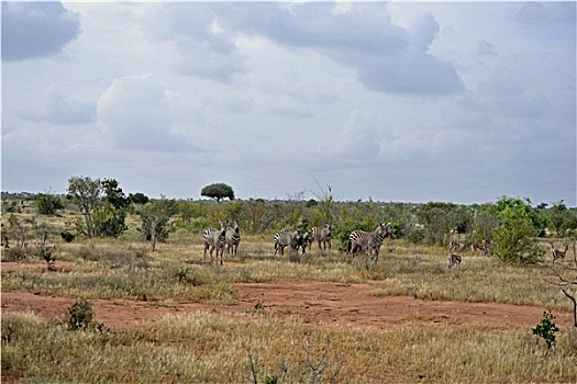 斑马,非洲