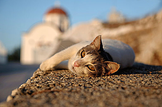 猫,卡帕索斯,爱琴海岛屿,爱琴海,希腊,欧洲