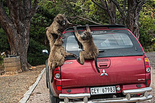 大狒狒,玩,停车,开车,戈登湾,西海角,南非,非洲