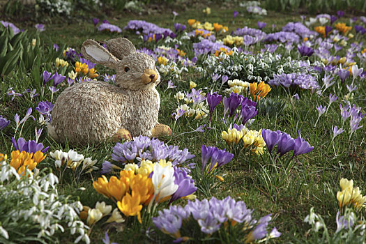 复活节兔子,藏红花,雪花属植物,草地