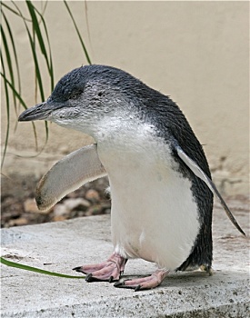小蓝企鹅生活图片