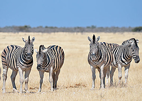 牧群,斑马,站立,干草,埃托沙国家公园,纳米比亚,非洲