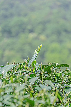 龙井绿茶