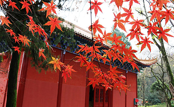 广西全州千年古刹湘山寺,枫叶红于,二月花