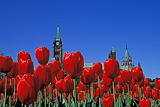国会大厦,山,公园,红色,郁金香,渥太华,安大略省,加拿大
