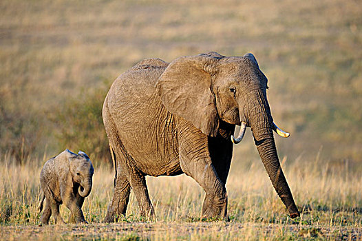 非洲,大象,母牛,幼兽,第一,亮光,黎明,马赛马拉国家保护区,肯尼亚,东非