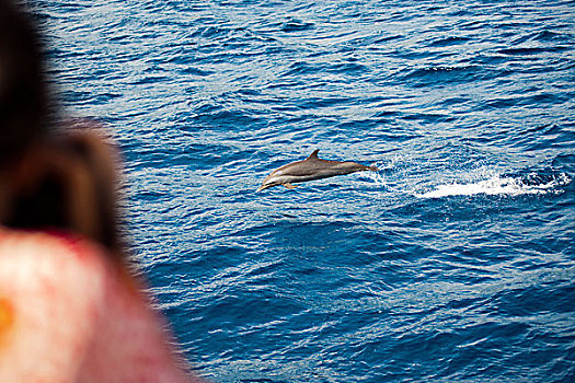 dominica,roseau,dolphins,swimming,in,the,blue,sea