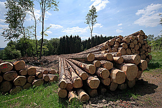 木料,收获,云杉,躺着,道路,区域,后面,北莱茵-威斯特伐利亚,德国,欧洲
