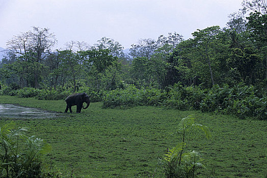 印度,阿萨姆邦,卡齐兰加,亚洲象,雄性动物