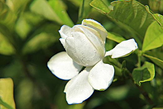 栀子花