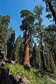 美国,加利福尼亚,美洲杉,国王峡谷,国家公园,小树林,巨杉,树,偏僻,孤树,大幅,尺寸