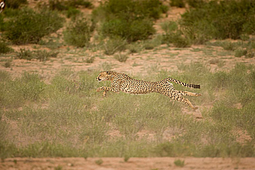 南非,卡拉哈迪大羚羊国家公园,印度豹,猎豹,空中,冲刺,逃离,跳羚,牧群,干燥,河床,卡拉哈里沙漠