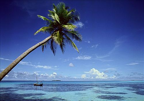 马尔代夫,棕榈树,海边,船,海上