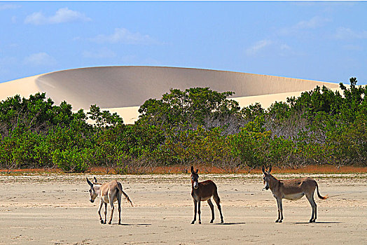 巴西,杰里考考拉,国家公园,野生,驴