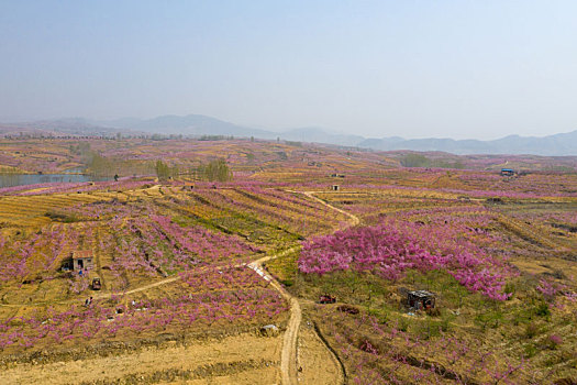 山东蒙阴乡村桃花