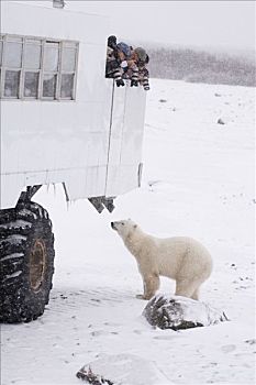 北极熊,站立,旁侧,苔原,熊,一个,摄影师,丘吉尔市,曼尼托巴,加拿大