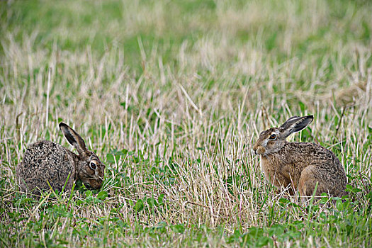 两个,野兔,下萨克森,德国,欧洲
